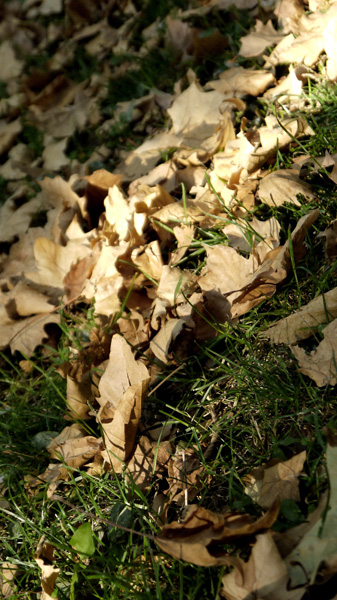 Azt hiszem itt az ősz; megjelentek a falevelek a földön