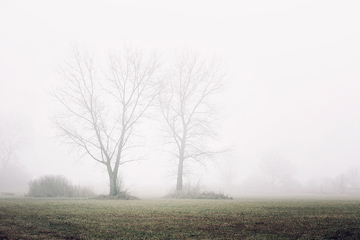 Fák a ködben