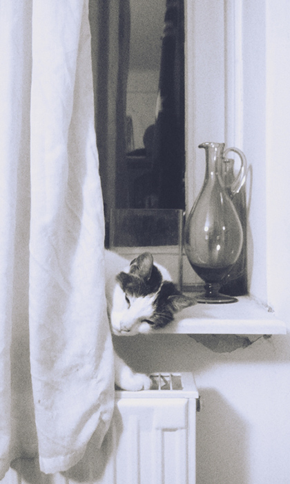 macska az ablakban