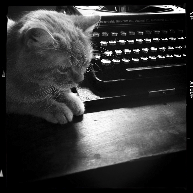 Macska írógéppel