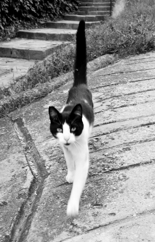 Csaba utcai macska