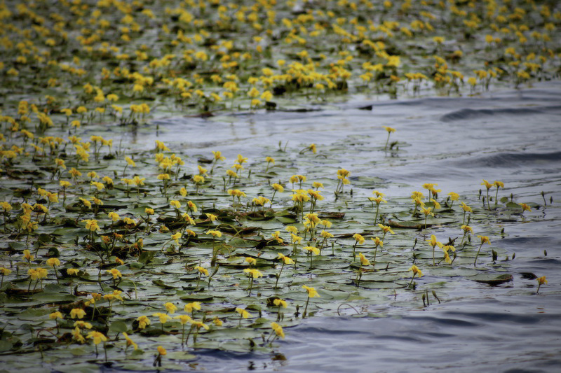 365/95 - A sárga vízitök virágos mezején