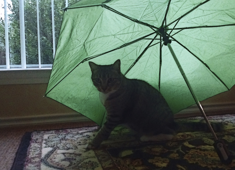 365/347 Zöld esernyő