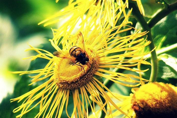 A méhecske és a teleki virág