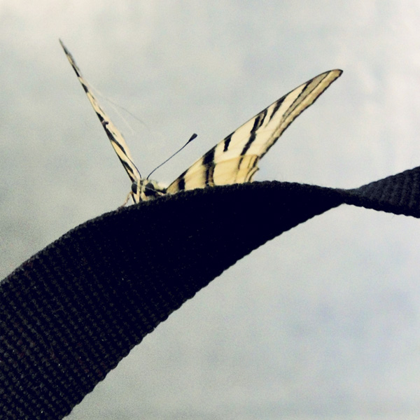 kiváncsi pillangó