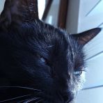 365/11 Fekete macska