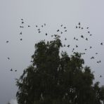 365/23 - Madarak