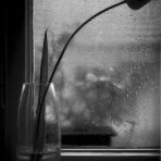 365/332 - Tulipán az ablakban