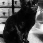 171/365 Fekete macska élei
