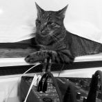365/185 - Dezső, a rádiós macska